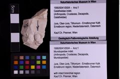 Foto (Objekt + Etiketten) von Munidopsidae indet. (NHMW-GEO-1990-0041-0504)